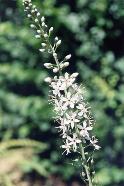Lysimachia ephemerum en fleurs au bord d'un ruisseau dans une prairie marécageuse